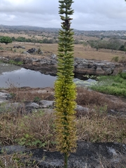 Encholirium spectabile, photograph (c) Carlos Henrique, some rights reserved (CC BY-SA)