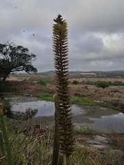 Encholirium spectabile, photograph (c) Carlos Henrique, some rights reserved (CC BY-SA)