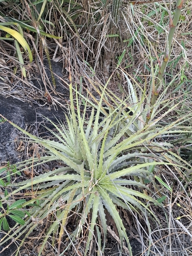Encholirium spectabile, photograph 6