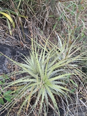 Encholirium spectabile, photograph (c) Carlos Henrique, some rights reserved (CC BY-SA)
