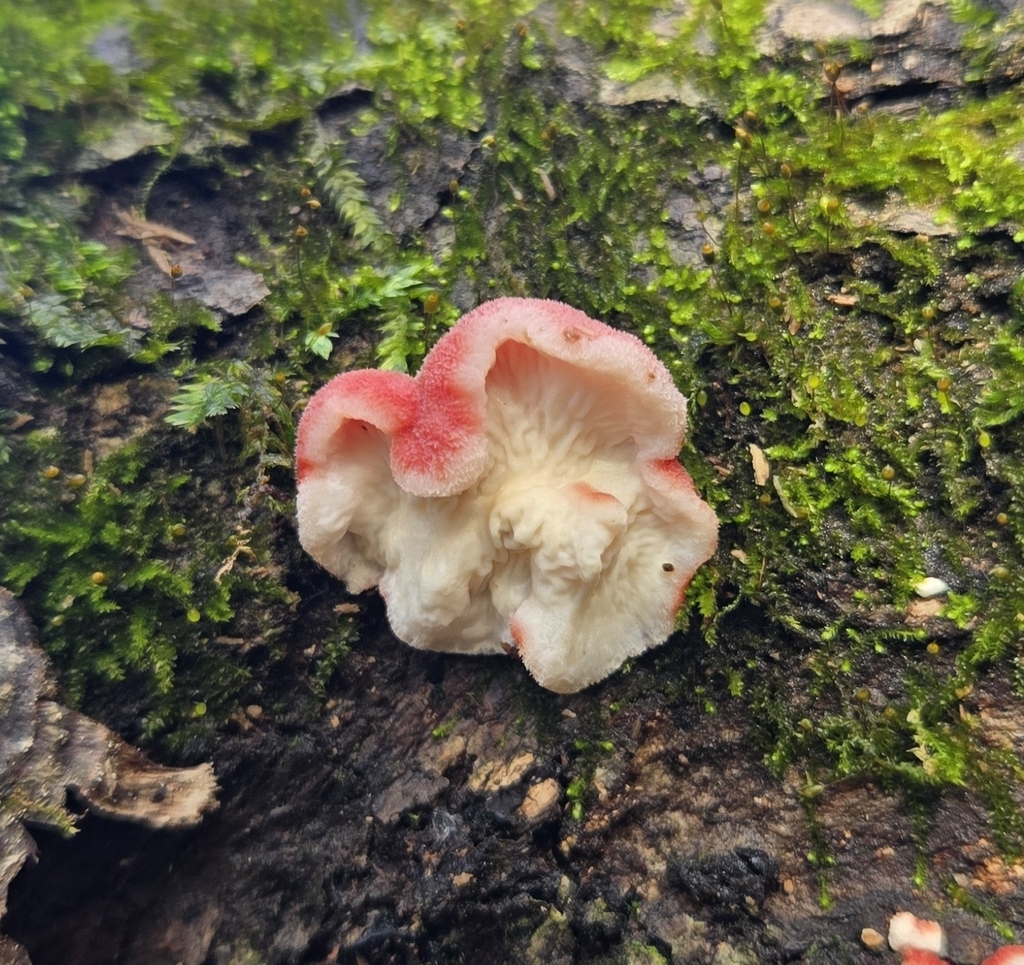 Phlebia incarnata · December 2025 · photo: © benfungi (iNaturalist, cc-by)