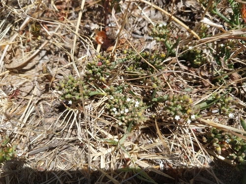 Shivering Rootthug (Thesium frisea)