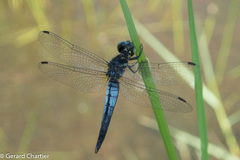 Lyriothemis mortoni