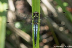 Lyriothemis mortoni