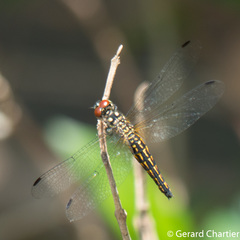 Lyriothemis mortoni
