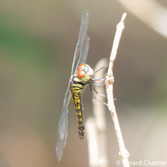 Lyriothemis mortoni