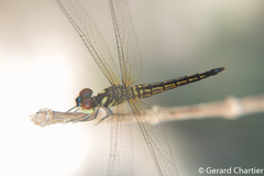 Lyriothemis mortoni