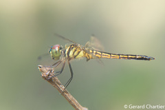 Lyriothemis mortoni