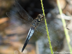 Lyriothemis mortoni