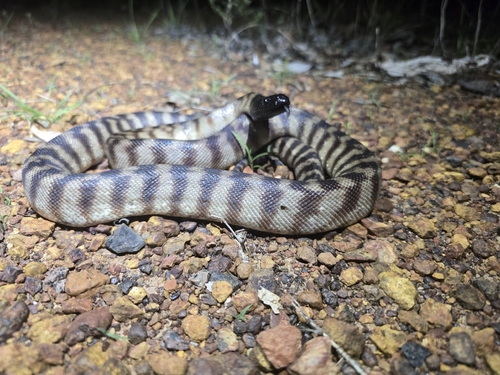 Black-headed Python sighting