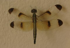 Neurothemis tullia