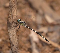 Parasynthemis regina