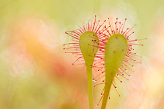Drosera × obovata