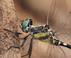 Parasynthemis regina