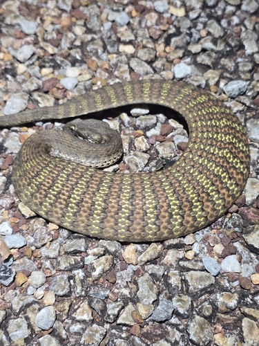 Rough-scaled Death Adder sighting