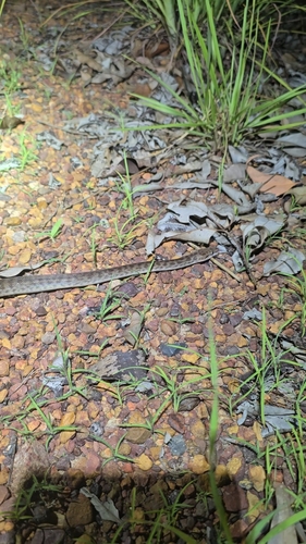 Children's Python sighting