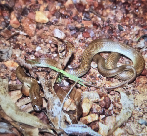 Pygmy Mulga Snake sighting