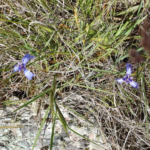 Herbertia pulchella, photograph 3