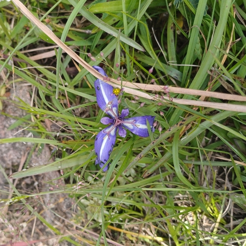 Herbertia pulchella, photograph 2