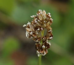 Anthoxanthum glabrum