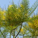 Brazilian Fern Tree - Photo (c) Oliver Haumann, some rights reserved (CC BY-NC), uploaded by Oliver Haumann