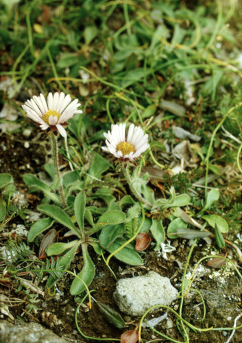 Erigeron thunbergii, photograph 1