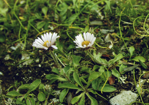 Erigeron thunbergii, photograph 2