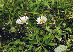 Erigeron thunbergii, photograph (c) Oleg Kosterin, some rights reserved (CC BY)