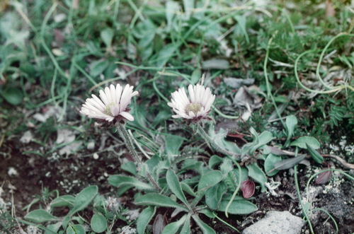 Erigeron thunbergii, photograph 3