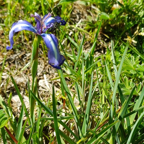 Herbertia pulchella, photograph 1