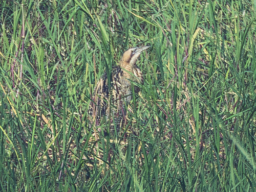 Eurasian Bittern