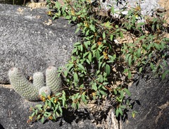 Mammillaria phitauiana