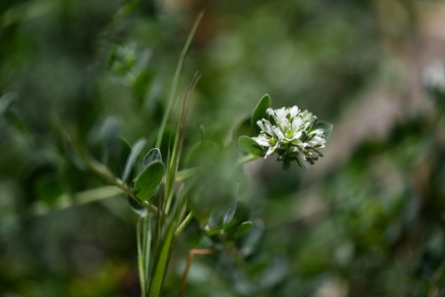 Tree Orpine (Telephium imperati)