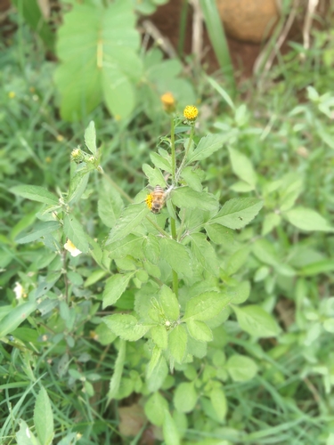 Western Honey Bee