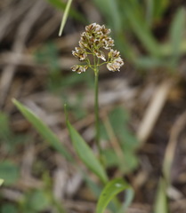 Anthoxanthum glabrum