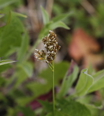Anthoxanthum glabrum