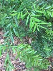 Saxegothaea conspicua