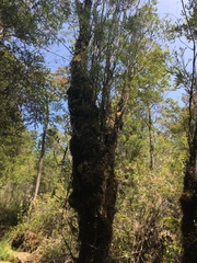 Metrosideros stipularis