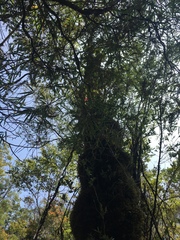 Metrosideros stipularis