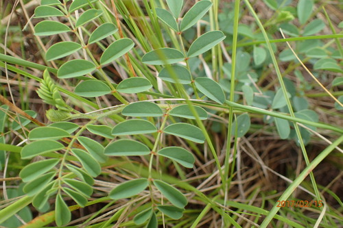 Image of Indigofera sanguinea by no rights reserved