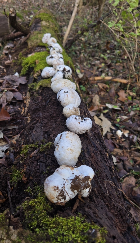 Entoloma abortivum · December 2025 · photo: © benfungi (iNaturalist, cc-by)