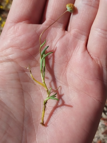 Fine Marsh Buttons (Cotula filifolia)