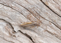 Macrotona securiformis