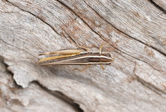 Macrotona securiformis