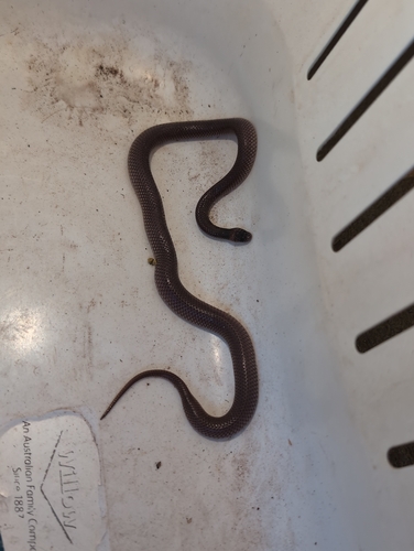 Orange-naped Snake sighting