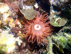 Phlyctenanthus australis