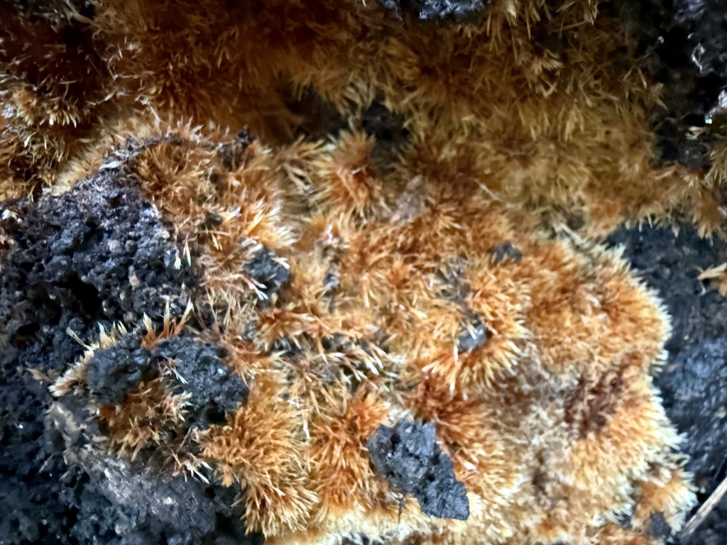 Domestici · December 2025 · photo: © cjoynson (iNaturalist, cc0)