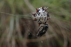 Isoxya mossamedensis