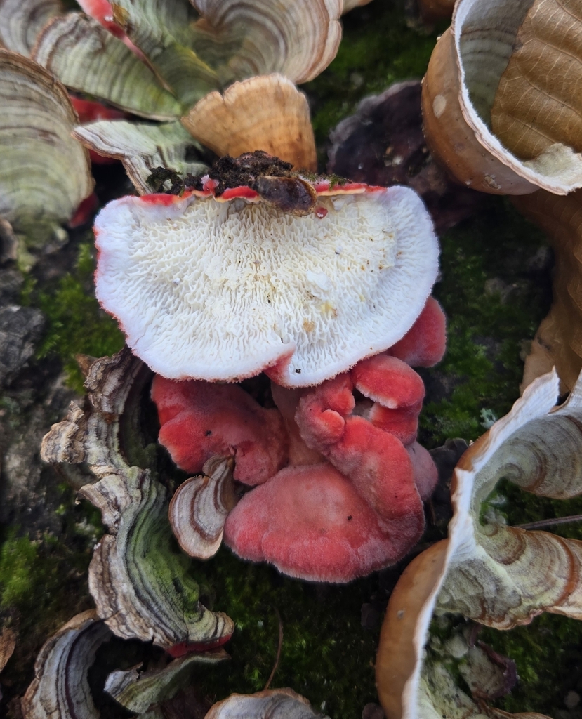Phlebia incarnata · December 2025 · photo: © benfungi (iNaturalist, cc-by)