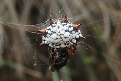 Isoxya mossamedensis